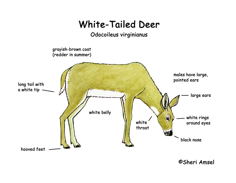 White Tailed Deer Diagram - Wiring Diagram 200
