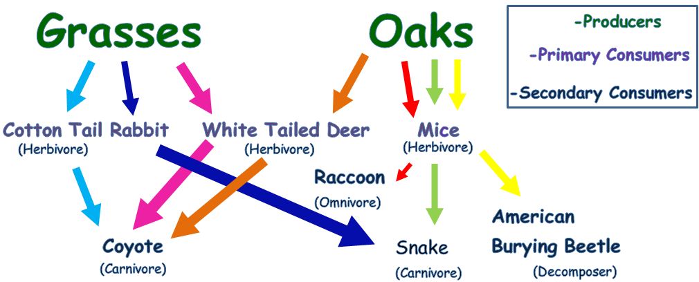 Understanding the Food Chain: What Animals Feast on White-Tailed Deer?